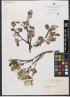 Foto von Salix reticulata L.